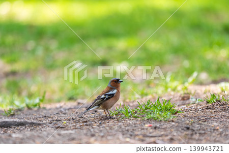 Common chaffinch, Fringilla coelebs, sits on a green lawn in spring. Common chaffinch in wildlife. 139943721