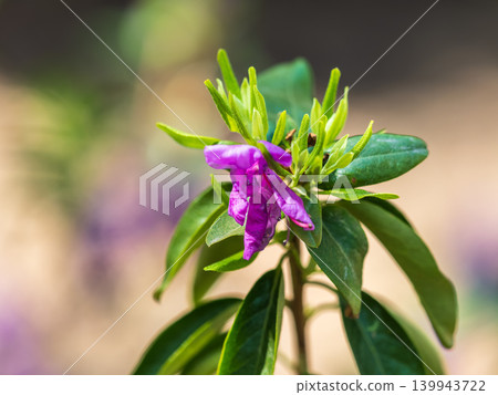 Pink flowers of Siberian rhododendron copy space. Rhododendron dauricum. Spring flowering of Altai rhododendron. 139943722