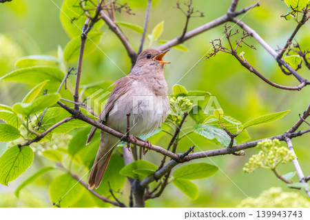 Thrush Nightingale, Luscinia luscinia. A bird sits on a tree branch and sings Thrush Nightingale, Luscinia luscinia. A bird sits on a tree branch and sings 139943743