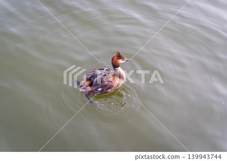 The water bird Great crested Grebe, Podiceps cristatus, swimming in the lake, and its cute babies riding on its back The water bird Great crested Grebe, Podiceps cristatus, swimming in the lake, and its cute babies riding on its back 139943744