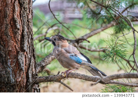 Eurasian jay, garrulus glandarius, sitting on top of old tree branch. Interested wild bird with brown and turquoise plumage from side view in nature. Eurasian jay, garrulus glandarius, sitting on top of old tree branch. Interested wild bird with brown and turquoise plumage from side view in nature. 139943771