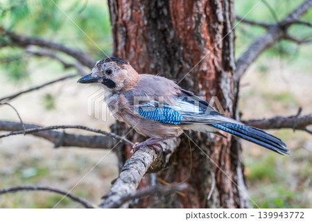 Eurasian jay, garrulus glandarius, sitting on top of old tree branch. Interested wild bird with brown and turquoise plumage from side view in nature. 139943772
