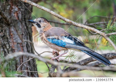 Eurasian jay, garrulus glandarius, sitting on top of old tree branch. Interested wild bird with brown and turquoise plumage from side view in nature. Eurasian jay, garrulus glandarius, sitting on top of old tree branch. Interested wild bird with brown and turquoise plumage from side view in nature. 139943774
