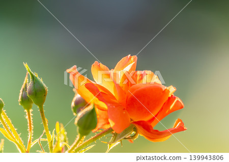 Beautiful red garden rose flower on a green blurred background Beautiful red garden rose flower on a green blurred background 139943806