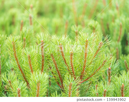 Green small pine trees with fresh shoots in spring or summer Green small pine trees with fresh shoots in spring or summer 139943902