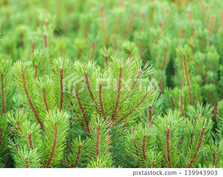 Green small pine trees with fresh shoots in spring or summer Green small pine trees with fresh shoots in spring or summer 139943903