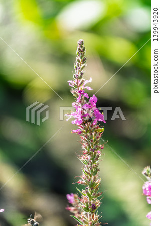 Summer Flowering Purple Loosestrife, Lythrum tomentosum on a green blured background. Summer Flowering Purple Loosestrife, Lythrum tomentosum on a green blured background. 139943920