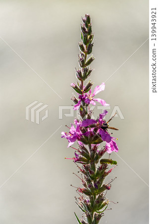 Summer Flowering Purple Loosestrife, Lythrum tomentosum on a green blured background. 139943921