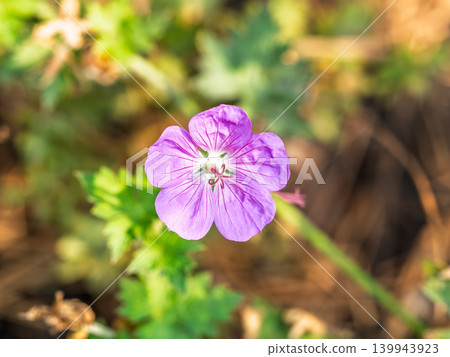 Blue and purple flowers of Geranium wallichianum Blue and purple flowers of Geranium wallichianum 139943923