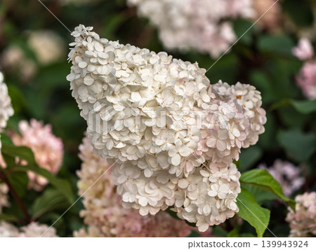Romantic, soft and beautiful pattern pink hydrangea flowers background Romantic, soft and beautiful pattern pink hydrangea flowers background 139943924