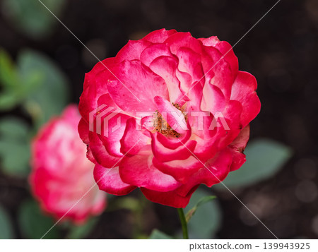 Red and white rose flowers on a green blurred background. Red and white rose flowers on a green blurred background. 139943925