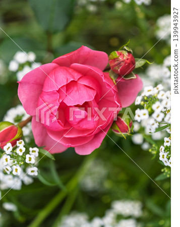 Close-up of a pink rose on green background Close-up of a pink rose on green background 139943927