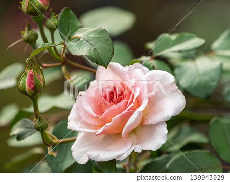 Close-up of a pink rose on green background Close-up of a pink rose on green background 139943929