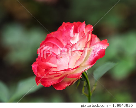 Red and white rose flowers on a green blurred background. Red and white rose flowers on a green blurred background. 139943930