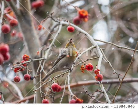 Pine Grosbeak Female Eating Red Berries in Winter Pine Grosbeak Female Eating Red Berries in Winter 139943946