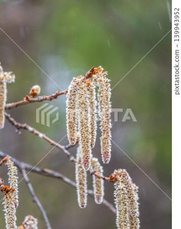 Backlit cluster of female European aspen or Quaking Aspen, Populus tremuloides, catkins, under the soft spring sun 139943952