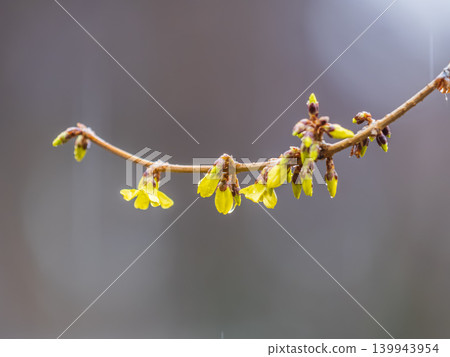 Forsythia with rain drops. Blooming forsythia bush. Yellow flower on a branch of forsythia. Forsythia with rain drops. Blooming forsythia bush. Yellow flower on a branch of forsythia. 139943954