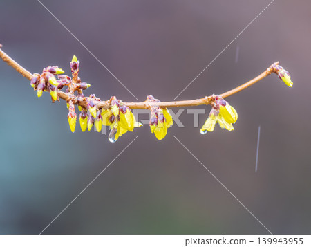 Forsythia with rain drops. Blooming forsythia bush. Yellow flower on a branch of forsythia. Forsythia with rain drops. Blooming forsythia bush. Yellow flower on a branch of forsythia. 139943955