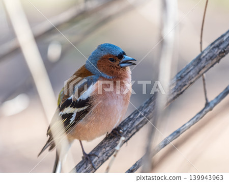 Common chaffinch, Fringilla coelebs, sits on a tree. Common chaffinch in wildlife. 139943963