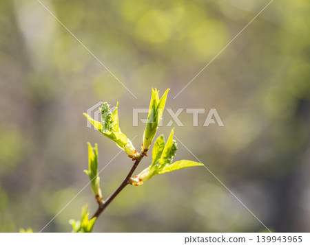 Green bushes with young leaves in the sunset Green bushes with young leaves in the sunset 139943965