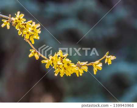 Forsythia. Blooming forsythia bush. Yellow flower on a branch of forsythia. Forsythia. Blooming forsythia bush. Yellow flower on a branch of forsythia. 139943968