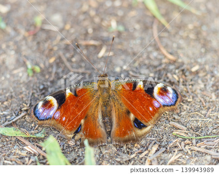 Peacock butterfly on the ground among the grass 139943989