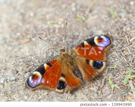 Peacock butterfly on the ground among the grass Peacock butterfly on the ground among the grass 139943990