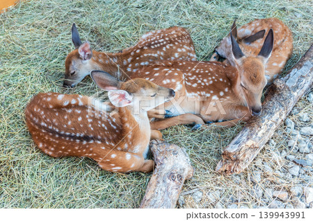 Spotted fallow Deer's lays down on the ground in contact zoo. Spotted fallow Deer's lays down on the ground in contact zoo. 139943991