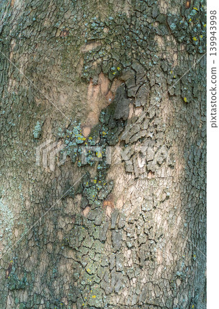 The closeup of a sycamore's tree bark. The closeup of a sycamore's tree bark. 139943998