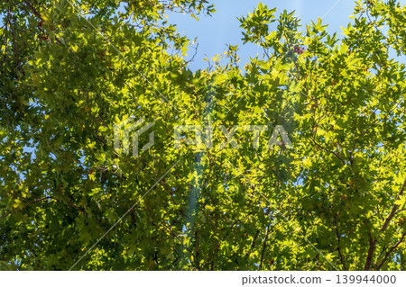 Green Leaves and young futis of Pltatanus oreintalis tree in sunset light. Green Leaves and young futis of Pltatanus oreintalis tree in sunset light. 139944000
