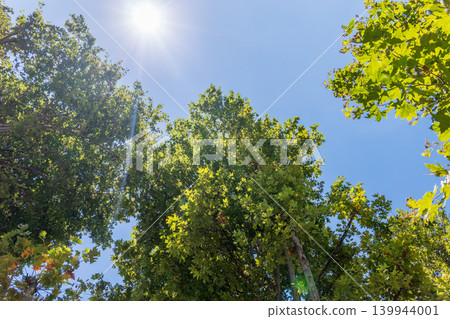 Green Leaves and young futis of Pltatanus oreintalis tree in sunset light. 139944001