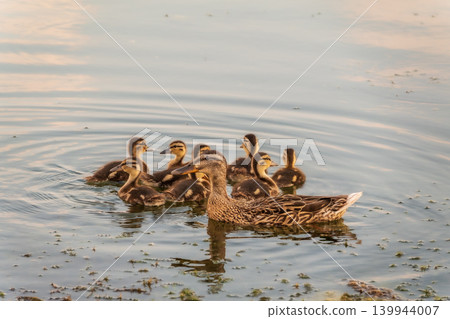 A family of ducks, a duck and its little ducklings are swimming in the water. The duck takes care of its newborn ducklings. Mallard, lat. Anas platyrhynchos A family of ducks, a duck and its little ducklings are swimming in the water. The duck takes care of its newborn ducklings. Mallard, lat. Anas platyrhynchos 139944007