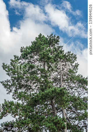 Green pine tree with long needles on a background of blue sky. Freshness, nature, concept. Pinus pinea Green pine tree with long needles on a background of blue sky. Freshness, nature, concept. Pinus pinea 139944026