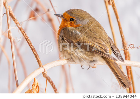 Cute bird the European Robin, Erithacus rubecula. sitting on the tree branch in winter. Cute bird the European Robin, Erithacus rubecula. sitting on the tree branch in winter. 139944044