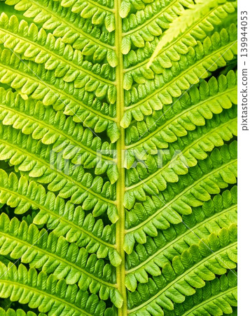 Natural green young ostrich fern or shuttlecock fern Natural green young ostrich fern or shuttlecock fern 139944053