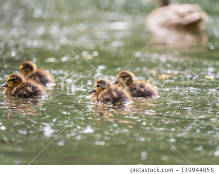 Cute little duckling swimming alone in a lake or river with calm water Cute little duckling swimming alone in a lake or river with calm water 139944058