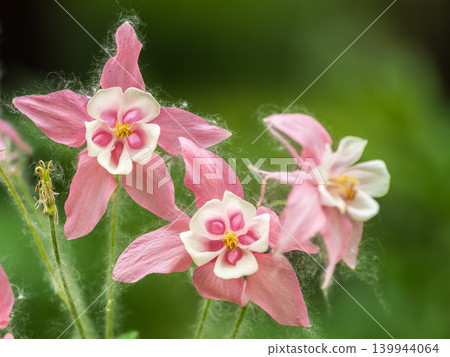 Beautiful native wild flower of western Canada. Aquilegia formosa, crimson columbine, western columbine, or red columbine. Close-up vibrant red and yellow color flower. 139944064