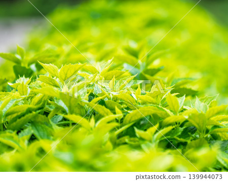 Nature of green leaf in garden at summer. Natural green leaves plants using as spring background cover page environment ecology Nature of green leaf in garden at summer. Natural green leaves plants using as spring background cover page environment ecology 139944073