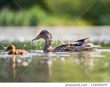 A family of ducks, a duck and its little ducklings are swimming in the water. The duck takes care of its newborn ducklings. Mallard, lat. Anas platyrhynchos 139944074