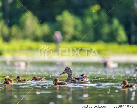 A family of ducks, a duck and its little ducklings are swimming in the water. The duck takes care of its newborn ducklings. Mallard, lat. Anas platyrhynchos A family of ducks, a duck and its little ducklings are swimming in the water. The duck takes care of its newborn ducklings. Mallard, lat. Anas platyrhynchos 139944075