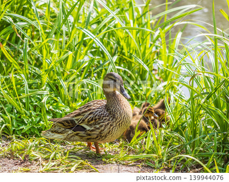 Adult duck with many ducklings sits on green shore of pond 139944076