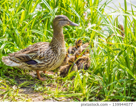 Adult duck with many ducklings sits on green shore of pond 139944077