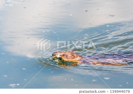 Muskrat, Ondatra zibethicuseats swiming at the surface of the lake water. Muskrat, Ondatra zibethicuseats swiming at the surface of the lake water. 139944079