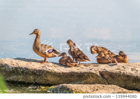 Adult duck with many ducklings sits on green shore of pond Adult duck with many ducklings sits on green shore of pond 139944080