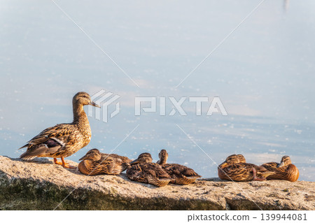 Adult duck with many ducklings sits on green shore of pond Adult duck with many ducklings sits on green shore of pond 139944081