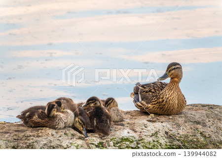 Adult duck with many ducklings sits on green shore of pond Adult duck with many ducklings sits on green shore of pond 139944082