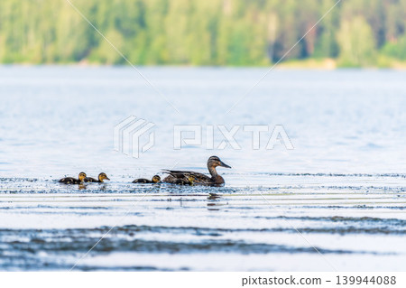 A family of ducks, a duck and its little ducklings are swimming in the water. The duck takes care of its newborn ducklings. Mallard, lat. Anas platyrhynchos A family of ducks, a duck and its little ducklings are swimming in the water. The duck takes care of its newborn ducklings. Mallard, lat. Anas platyrhynchos 139944088