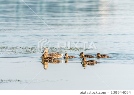 A family of ducks, a duck and its little ducklings are swimming in the water. The duck takes care of its newborn ducklings. Mallard, lat. Anas platyrhynchos A family of ducks, a duck and its little ducklings are swimming in the water. The duck takes care of its newborn ducklings. Mallard, lat. Anas platyrhynchos 139944094
