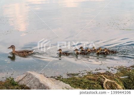 A family of ducks, a duck and its little ducklings are swimming in the water. The duck takes care of its newborn ducklings. Mallard, lat. Anas platyrhynchos A family of ducks, a duck and its little ducklings are swimming in the water. The duck takes care of its newborn ducklings. Mallard, lat. Anas platyrhynchos 139944106