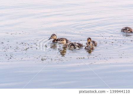Cute little duckling swimming alone in a lake or river with calm water 139944110